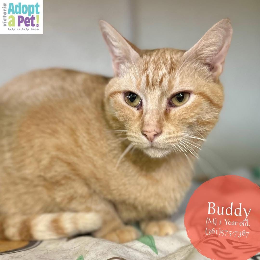 Buddy