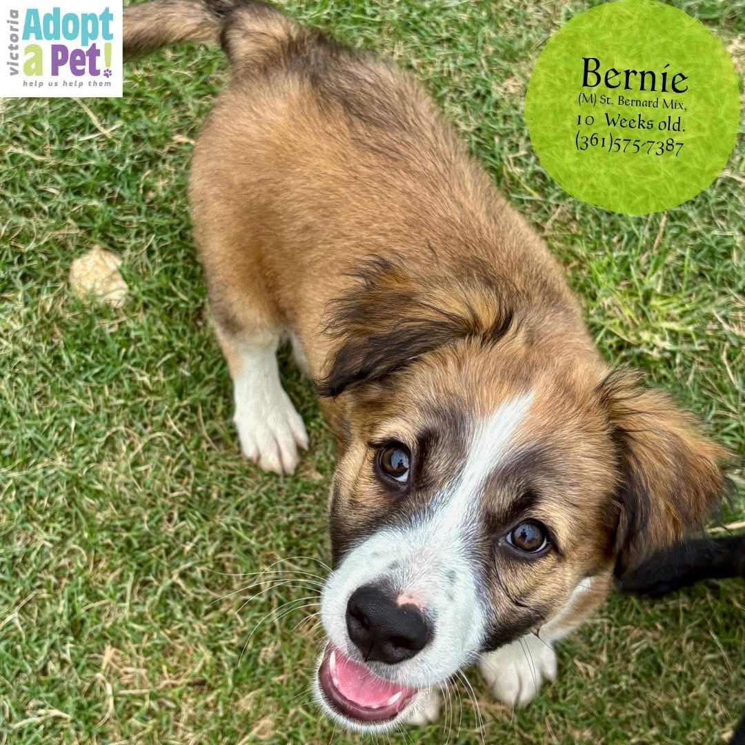 Bernie